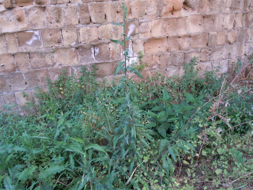 Larva di Tenthredo scrophulariae